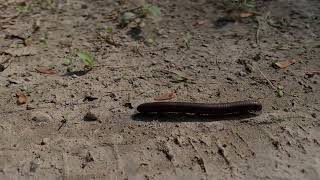 March of the Millipedes [upl. by Ehrman4]