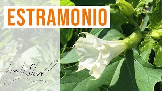 Estramonio Datura stramonium [upl. by Chor]