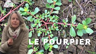 Le pourpier  plante sauvage comestible [upl. by Yalonda]