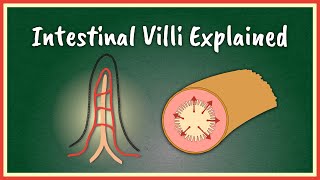 The Intestinal Villi Explained  Absorption [upl. by Atineg]