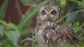 PUEO  Hawaiian shorteared owl  Asio flammeus sandwichensis [upl. by Restivo]