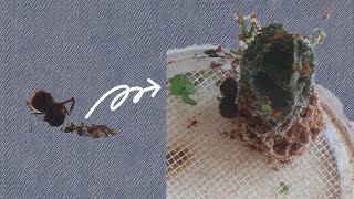 The Story of my Atta cephalotes Colony [upl. by Inglis]