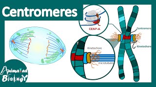 Centromeres  Centromeres and Kinetochores  Chromosomal organization  centromere function [upl. by Ybba205]