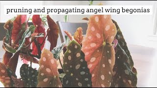 how to prune and propagate angel wing begonias [upl. by Anelhtak]