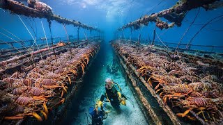 How European Fishermen Catch Millions of Lobsters in Deep Sea Traps and Make Millions of Dollars [upl. by Delwin]