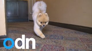 Incredible little dog Jiff breaks two world records walking on two paws [upl. by Yelrah]