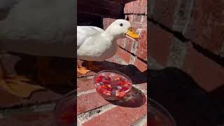 Munchkin the duck tries natures cereal 😊 short duck naturescereal [upl. by Eiten]