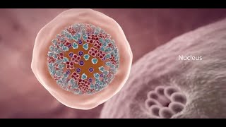 COVID19 Animation What Happens If You Get Coronavirus [upl. by Gunilla910]