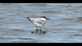 Gull billed Tern  Shapwick Heath Somerset 5 6 24 [upl. by Enyawed]