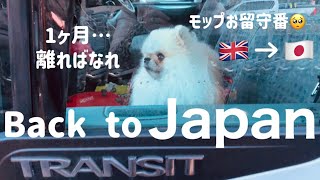 【日本帰国】ついに3年半ぶりに日本に帰る日が来た🥺🇯🇵✈️ [upl. by Hong]