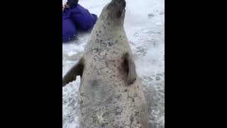 Seal belly slaps There’s never to many [upl. by Kram]