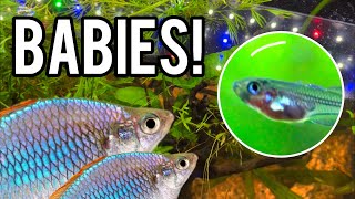 Accidentally Breeding Rainbowfish  And More [upl. by Paquito5]