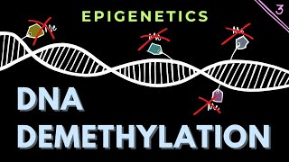 DNA demethylation Part 3  Structure of TET enzymes  Epigenetics  GATECSIRNET [upl. by Klockau]