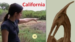 Giant Pterodactyl in California [upl. by Erdna]