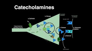 Catecholamines Norepinephrine Epinephrine [upl. by Aramot]