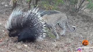 Silly leopard taking on porcupine at high speed will make your day [upl. by Yrocaj]