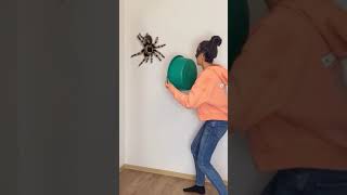 عنكبوت عملاق 😳  giant spider  Tik tok story  shorts [upl. by Adnuhsed782]