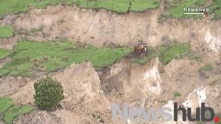 These cows survived the powerful earthquake in New Zealand [upl. by Ahseinek]