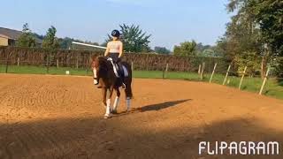 FEI Dressage Pony for sale Kranevelds Bjorn [upl. by Luebke353]