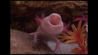 Cute axolotl yawn🤠 [upl. by Wootten]