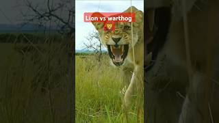 Lion vs warthog [upl. by Anaiviv]