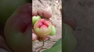 💥🤯தண்ணீர் ஆப்பிள் சாப்பிடலாமா⁉️  Water apple fruit  abithaakk waterapple shortsfeed shorts [upl. by Notlek]