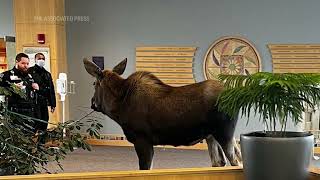 Moose wanders into Alaska hospital [upl. by Marge358]