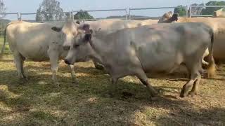 14 Charolais Cows amp Calves [upl. by Lorelie]