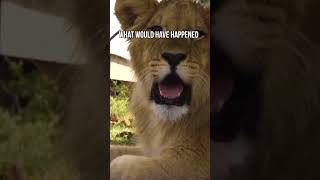 The Rescued Lion Brothers Story cat wildlife [upl. by Ratcliffe]