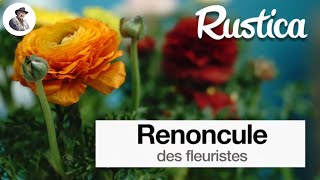 La renoncule des fleuristes [upl. by Notse]