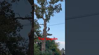 Skilled tree surgeon flying down the giant oak tree oaktree treesurgeon treesurgery [upl. by Ekul389]