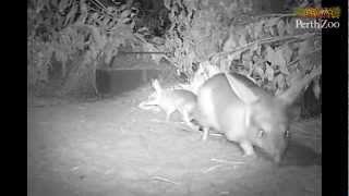 Bilby Joeys at Perth Zoo [upl. by Cerell]