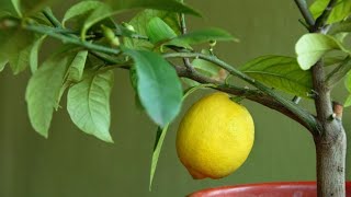 Cómo plantar un limonero en maceta  Bricomanía  Jardinatis [upl. by Camala]