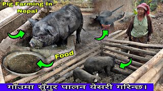 Pig Farming In Nepal Village System Gajendra Rai Vlog Video [upl. by Porty304]