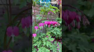 Beautiful Bleeding Hearts In Bloom In Our Garden  Dicentra spectabilis 💕🥰 Shorts [upl. by Dorca]