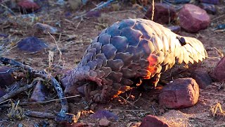 Pangolins The Most Trafficked Mammal In The World  The Lion Whisperer [upl. by Akem495]