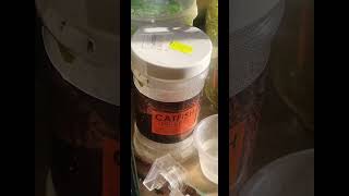 Feeding Pea 🫛 Puffer fish 🐡 live food Daphnia ampCopepods amphow to breed them [upl. by Ammon]