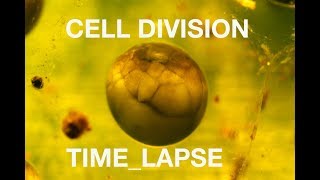 Amazing Time lapse of cell division No CGI [upl. by Ikceb]