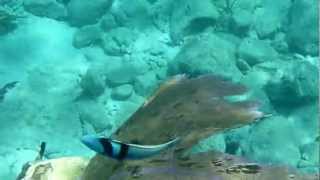 St John USVI  Blue Headed Wrasse [upl. by Joanne]