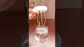 Water propagation of rose plant 🌹Propagate rose cuttings in water🌹🌹Gardening tips Israts Garden🌱 [upl. by Jamilla814]