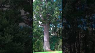 800 Year Old Kauri Tree  Warkworth Auckland [upl. by Gardy183]