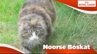 Noorse Boskat [upl. by Pogah]