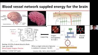 Human Brain Energetic Connectome Based on Neuropil Distribution [upl. by Aihsenot]