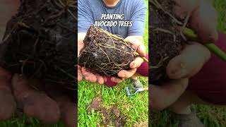 Planting Avocado Trees 🥑🤠🌳 avocado plant trees food [upl. by Asiole12]