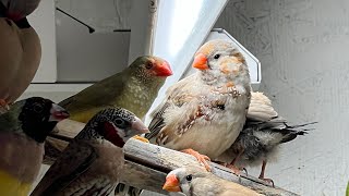 Zebra finch New colors [upl. by Nhguaved102]