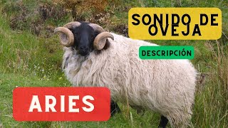 Sonido de oveja y descripción 🐑 Ruido de oveja balido de oveja sonido que hacen las ovejas 🐑 🔈 [upl. by Anicul]