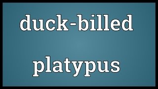 Duckbilled platypus Meaning [upl. by Auqenat]