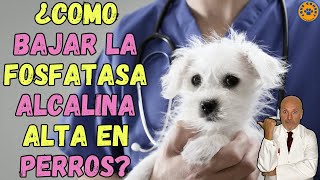 🚨 ¿COMO BAJAR LA FOSFATASA ALCALINA ALTA EN PERROS 🚨 [upl. by Cletis]