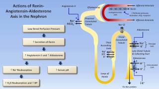 Sodium and Potassium Metabolism Renin Angiotensin Aldosterone and ADH [upl. by Charlotta]