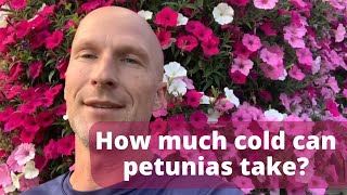 How Much Cold Can Petunias Take The answer may surprise you [upl. by Coheman410]